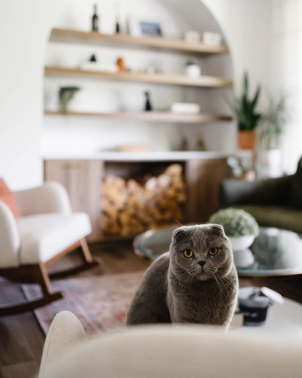 Réalisation de L'Équipe RB : chat dans le salon